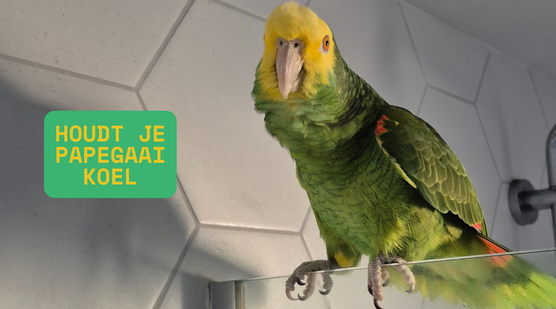 Vogels en zomerhitte: dit simpele bakje maakt het verschil
