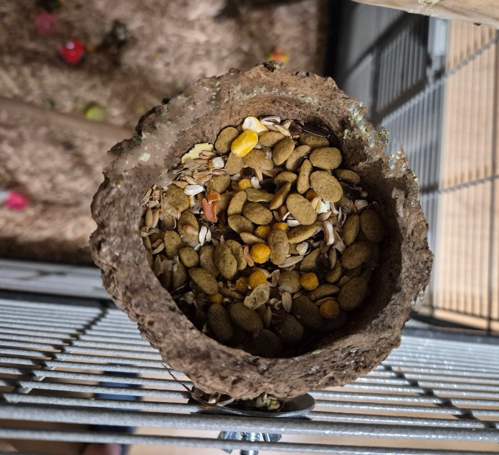 Back Zoo Nature - Discovery Bowl