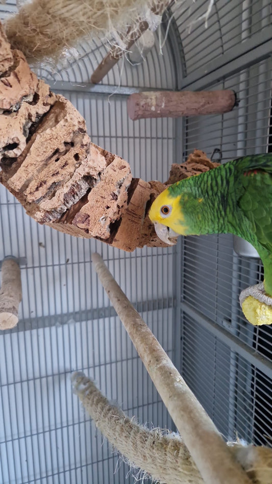 Back Zoo Nature vogelspeelgoed corky