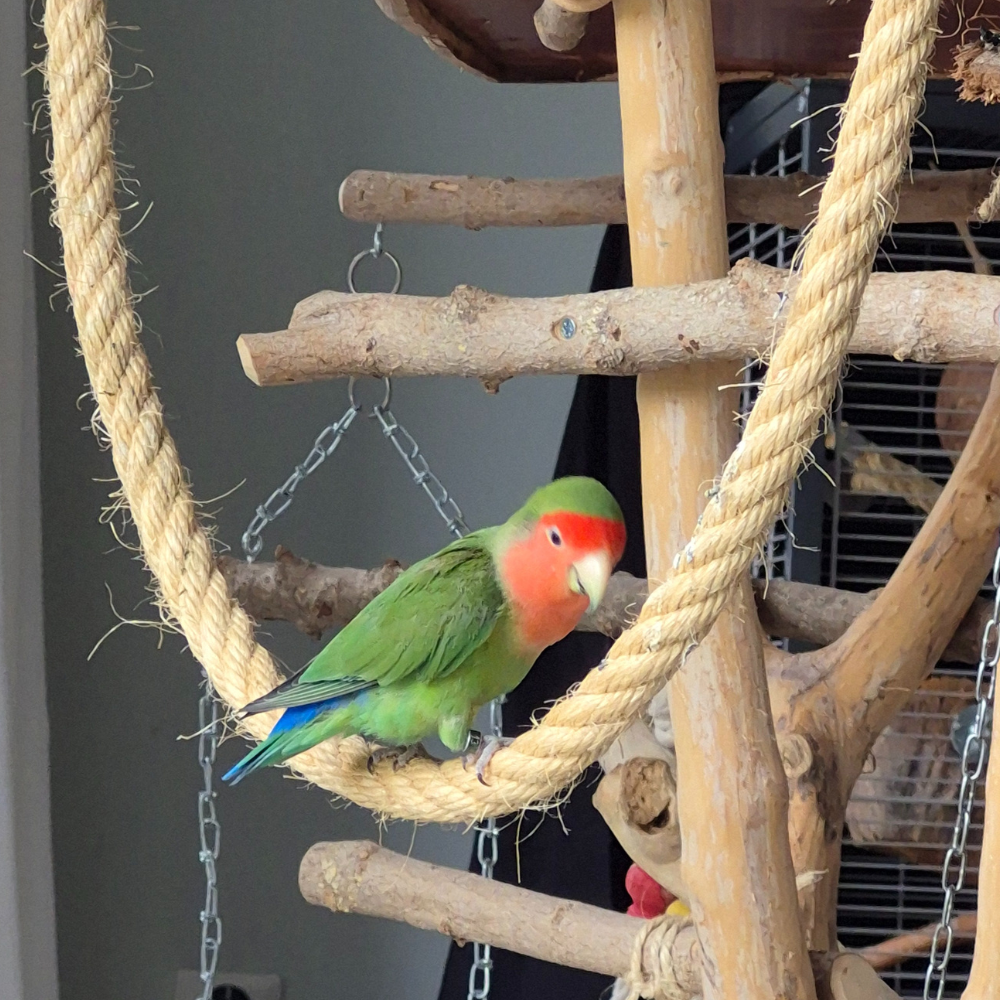 Flamingo - Twister Naturel Sisal