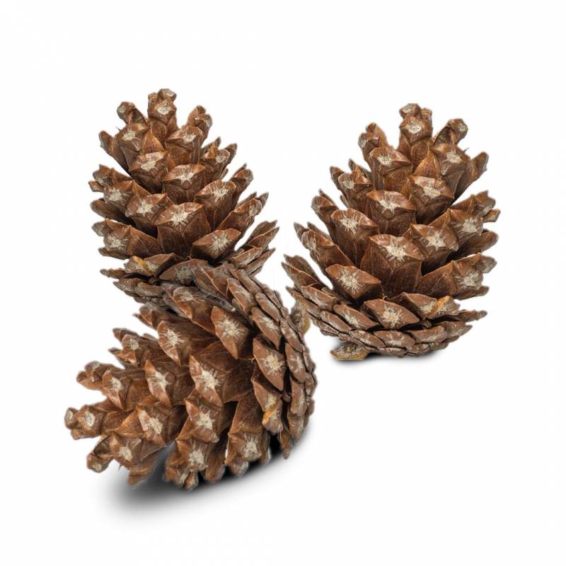 Back Zoo Nature pine cones - vogelspeelgoed