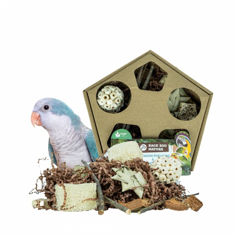 Back Zoo Nature - Pentagon Foraging & Play Box