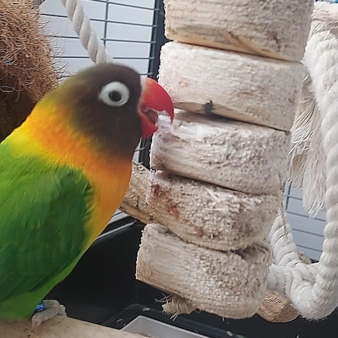 Bird Kabob vogelspeeltje voor agapornis