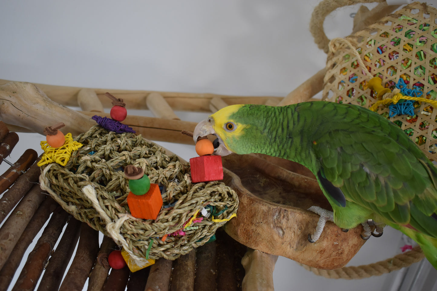 Back Zoo Nature - Woven Piñata