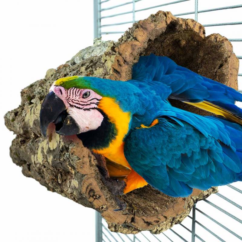 Back Zoo Nature Trunkhut large papegaai