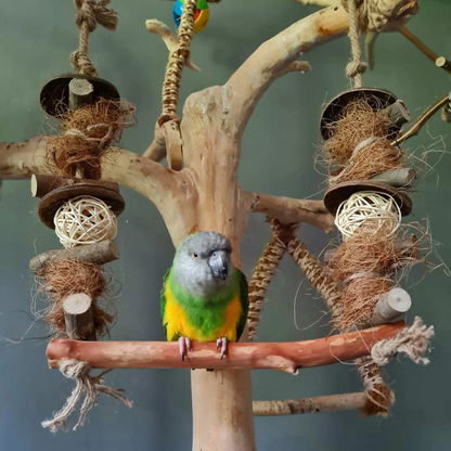 Quapas! Vogel Swing Bar