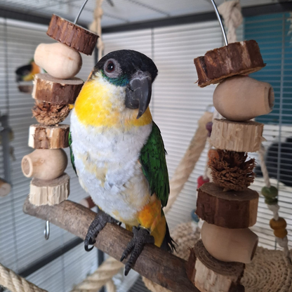 Flamingo_Takkie_schommel_vogels