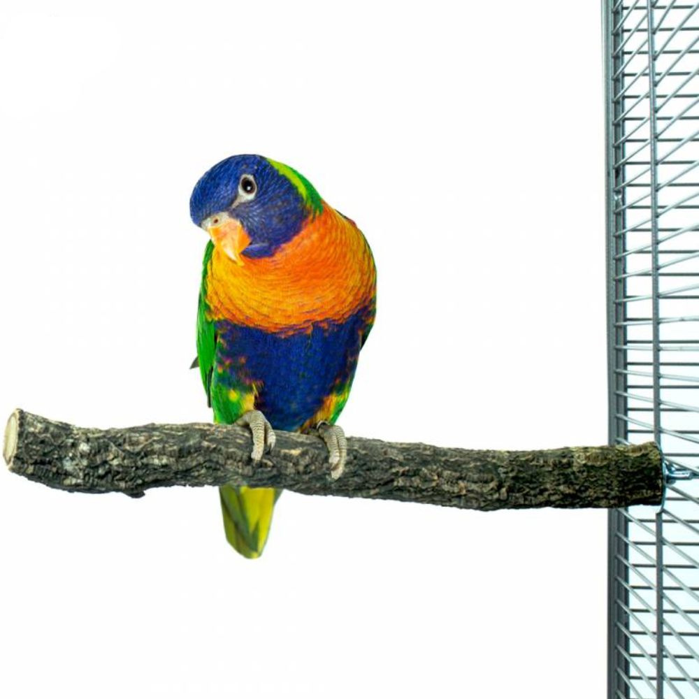 Back Zoo Nature Corky Perch