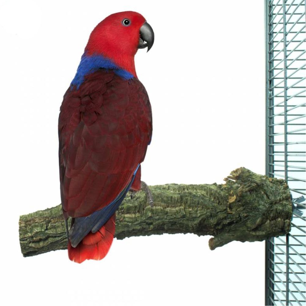 Back Zoo Nature Corky Perch