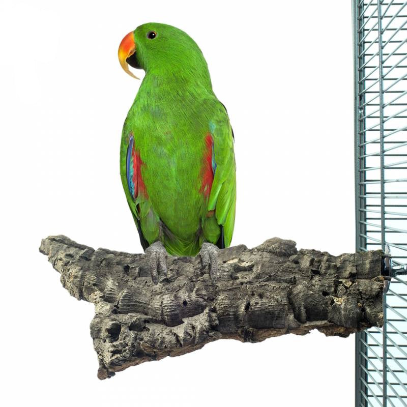 Back Zoo Nature - Corky Chew