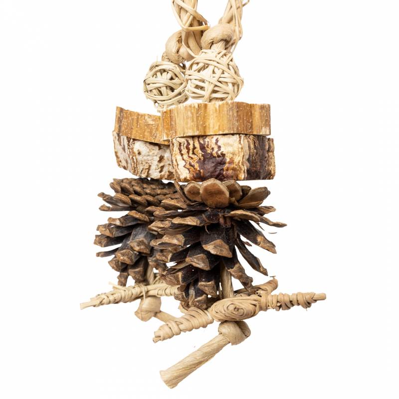 Back Zoo Nature - Forest Ring