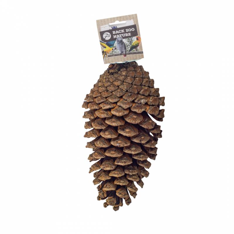 Back Zoo Nature - Foraging Pinecone