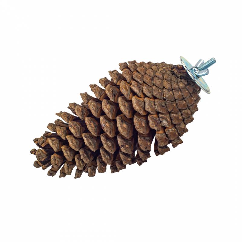 Back Zoo Nature - Foraging Pinecone